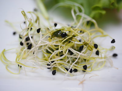 vegetable served on white plate thumbnail