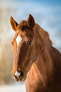 selective photography of brown horse thumbnail