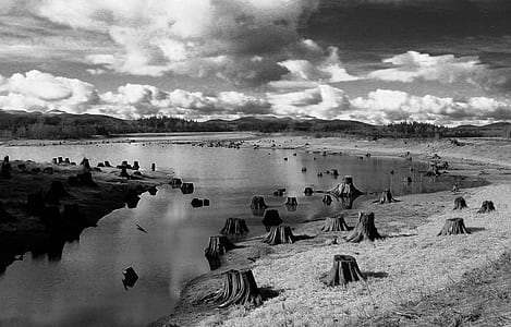 Grayscale Photo of Cut Down Trees thumbnail