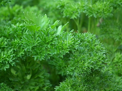 green leafed plants thumbnail