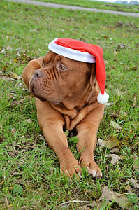 brown dog with Christmas hat thumbnail