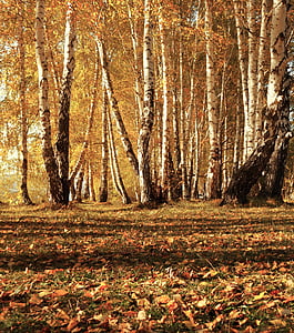 dried leaves near trees thumbnail
