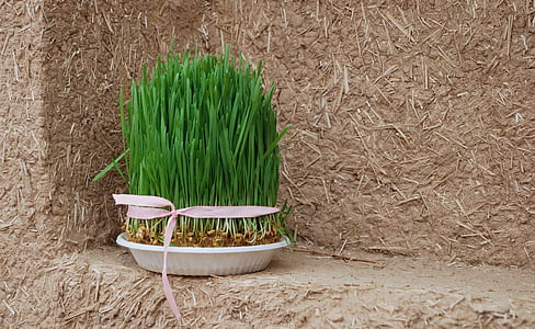 bunch of green grasses thumbnail