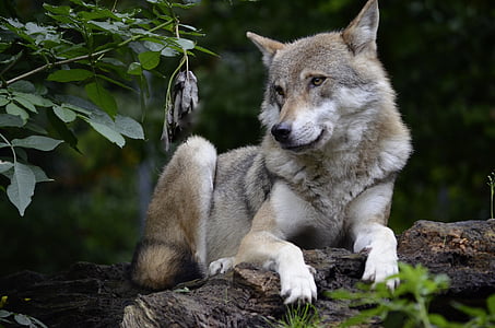 gray and white wolf on tree log thumbnail