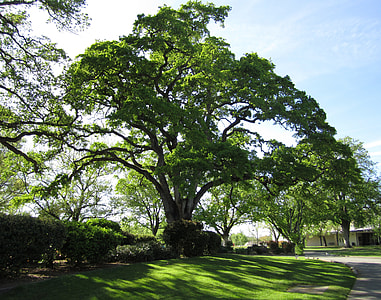 green tree in park during daytime thumbnail