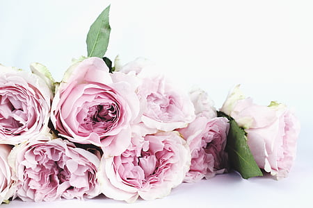 pink rose bundle thumbnail