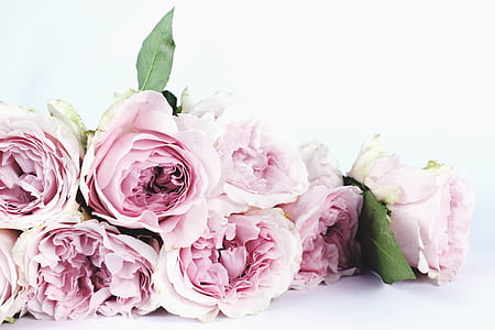 pink flowers with white background thumbnail