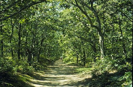 trail inside a forest thumbnail