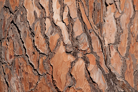 bark, tree, pine, tribe, fund, background thumbnail
