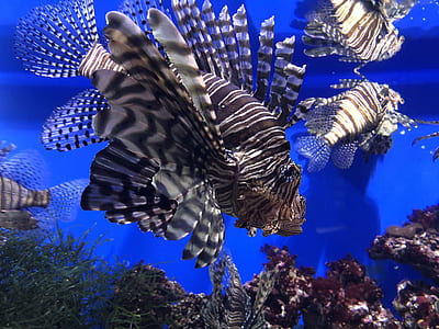 shoal of lionfish thumbnail