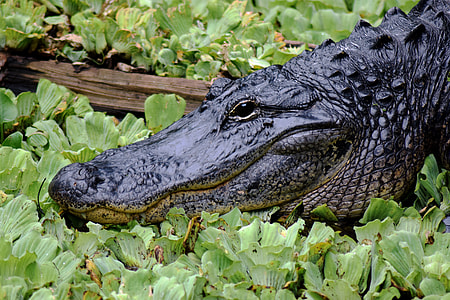 black alligator thumbnail