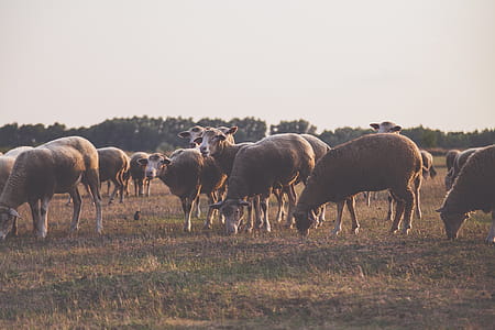 Wildlife Photography of Herd of Sheep thumbnail