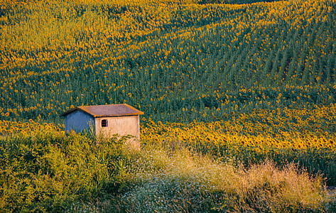 beige house on flower field thumbnail