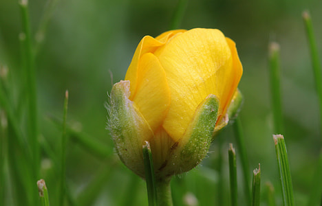 Sharp Buttercup, Ranunculus Acris thumbnail