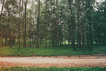 green forest thumbnail