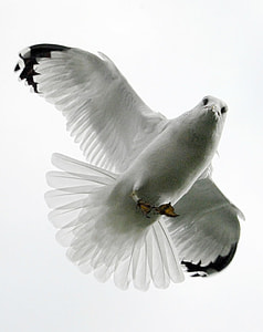 flying seagull closeup photo thumbnail