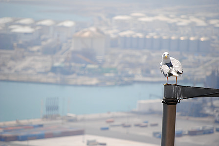 selective focus photography of seagull perching on black metal stand thumbnail