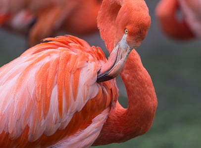 pink flamingo thumbnail