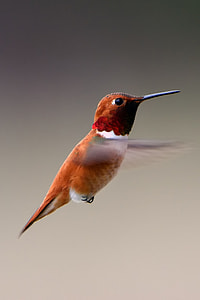 panning photography long-beaked bird thumbnail