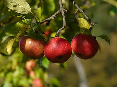 macro shot photography of apples thumbnail