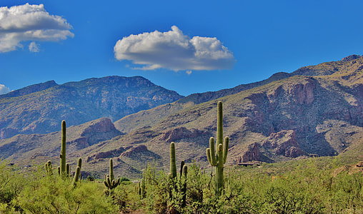 green Cactus plant growing near brown mountain thumbnail