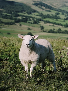 white lamb on green grass thumbnail
