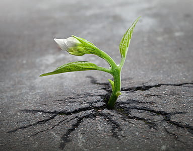 green plant thumbnail