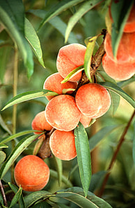 orange peach fruit thumbnail