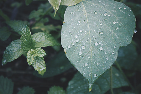 Green leaves with water droplets thumbnail