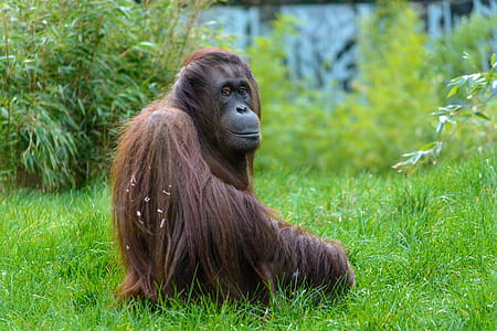 brown monkey sitting on green grass thumbnail