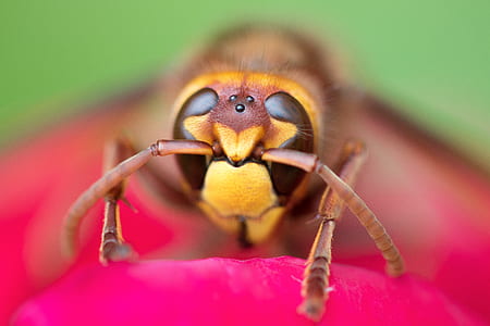 micro photography of yellow hornet thumbnail