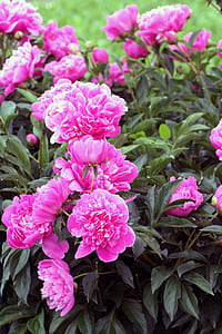 pink petaled flowers thumbnail
