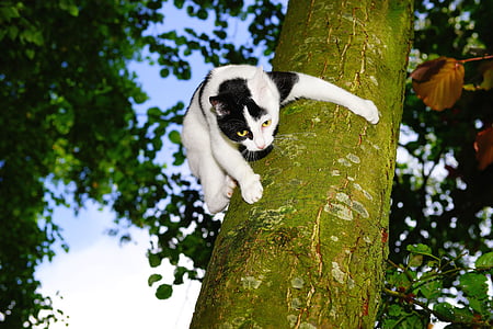 white and black cat on tree trunk thumbnail