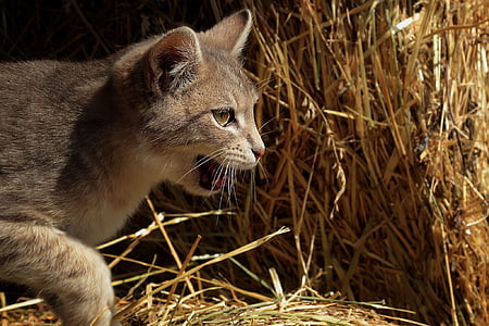 close photography of gray cat beside grass thumbnail