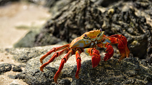 beach, sand, animal, crab thumbnail