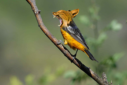 shallow focus photography of brown and black bird thumbnail