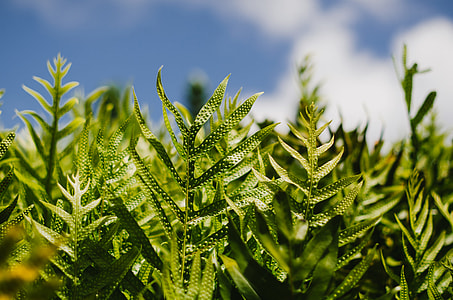 Ferns thumbnail