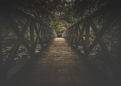 photography of footbridge leading to pathway surrounded by trees thumbnail