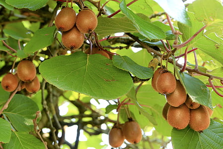 round brown fruits thumbnail