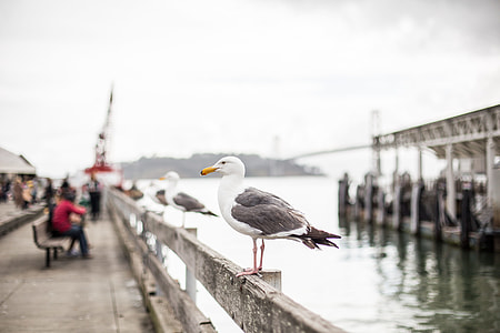 Seagull on San Francisco Pier thumbnail