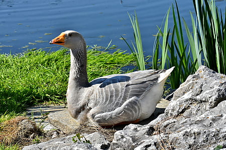 white and grey duck near body of water thumbnail