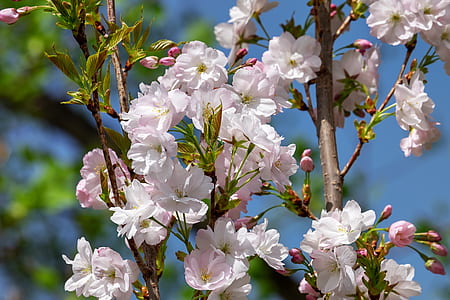 selective focus of white cherry blossom tree thumbnail