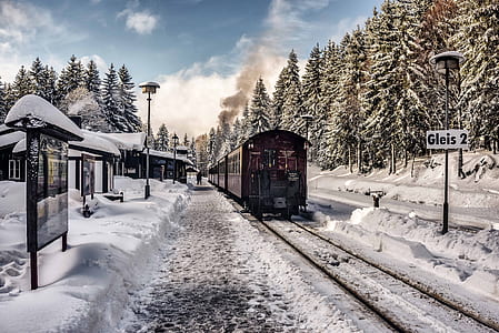 brown train on rail running near pine trees during daytime thumbnail