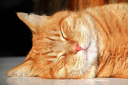 orange tabby cat on focus photo thumbnail