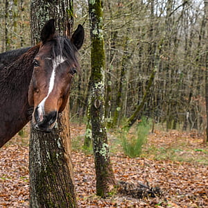 brown horse near tree thumbnail