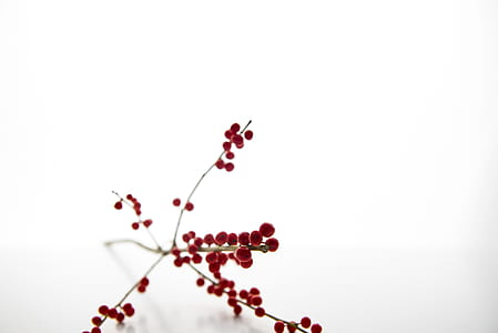 tilt shift lens photography of red flower thumbnail