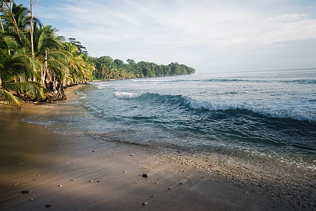 photo of green palm trees near seashore during daytime thumbnail