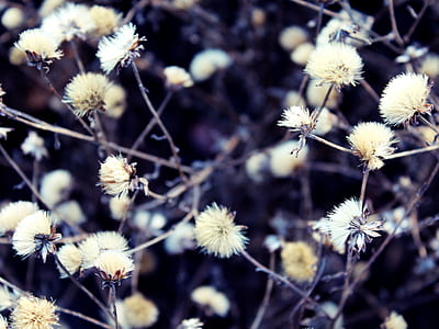 plant, soft, fluffy, blossom, bloom, nature thumbnail