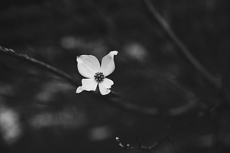 grayscale photography of dogwood flower thumbnail