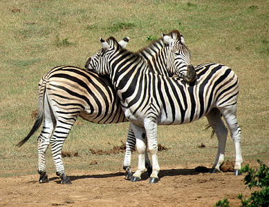 two zebra in front of each other thumbnail